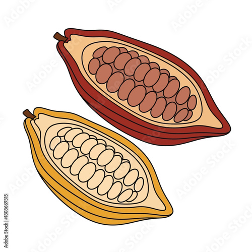 Two cocoa pods, one red and one yellow, are cut open to reveal the cocoa beans inside.