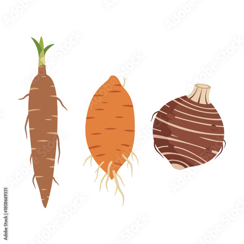 Illustration of three root vegetables: arrowroot, sweet potato, and taro root, displayed against a white background.