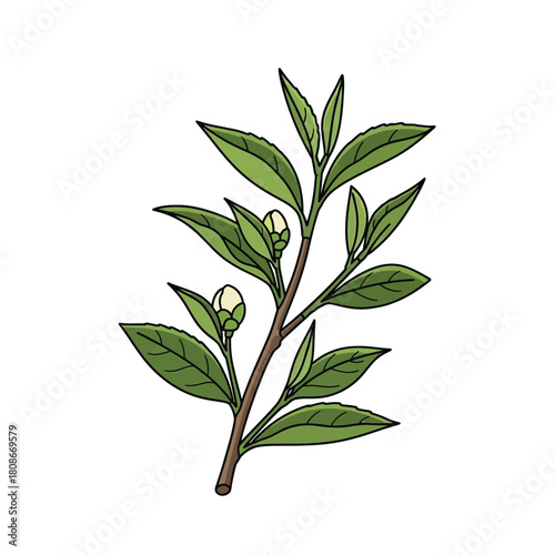 Detailed drawing of a tea plant stem showing vibrant green foliage and small flower buds.