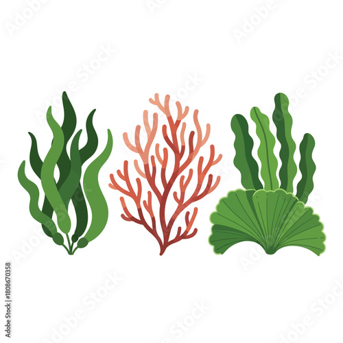 Illustration of various types of underwater plants and marine algae, including green seaweed, red coral-like algae, and broad-leafed aquatic plants.
