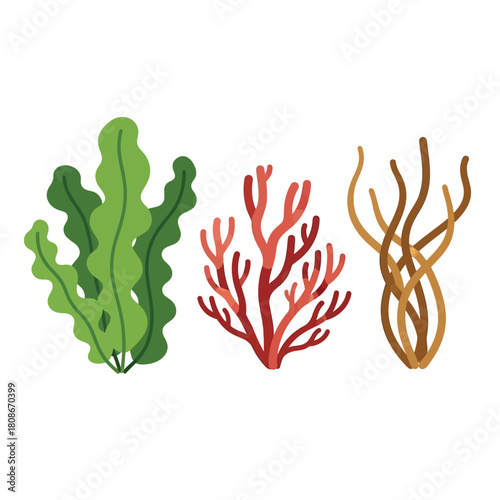 Illustration of three distinct types of seaweed: green, red, and brown algae, showcasing various marine plant forms.