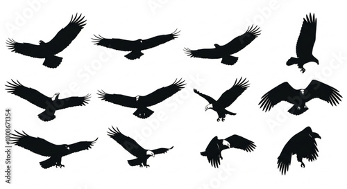 Eagle Silhouette Vector Illustration Showing Multiple Flight Angles and Wing Positions in Minimal Wildlife Style

