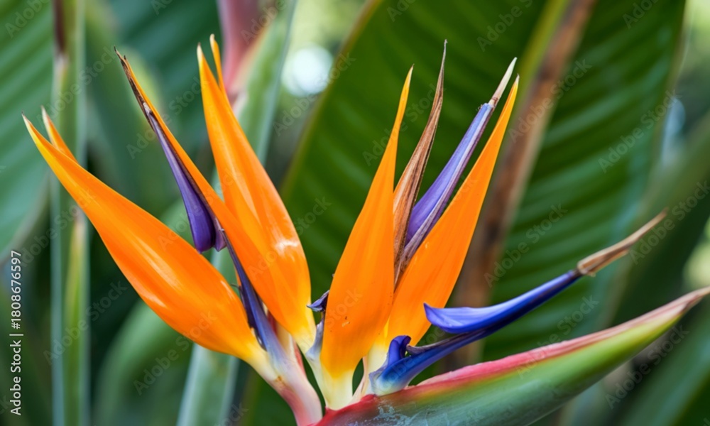 Obraz premium Vibrant bird of paradise flower with green foliage background