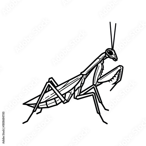 Detailed Line Drawing of a Praying Mantis Insect in a Static Pose.