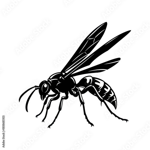 Detailed Black and White Illustration of a Wasp.