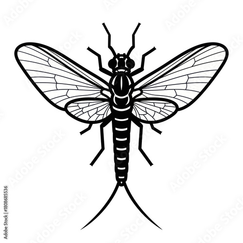 Detailed Line Art of a Mayfly Insect with Wings Spread.