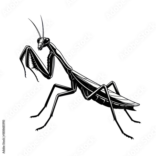 Detailed black and white illustration of a praying mantis.