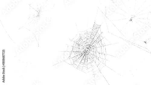 Multiple intricate black spiderwebs with detailed radial and spiral threads on a stark white background