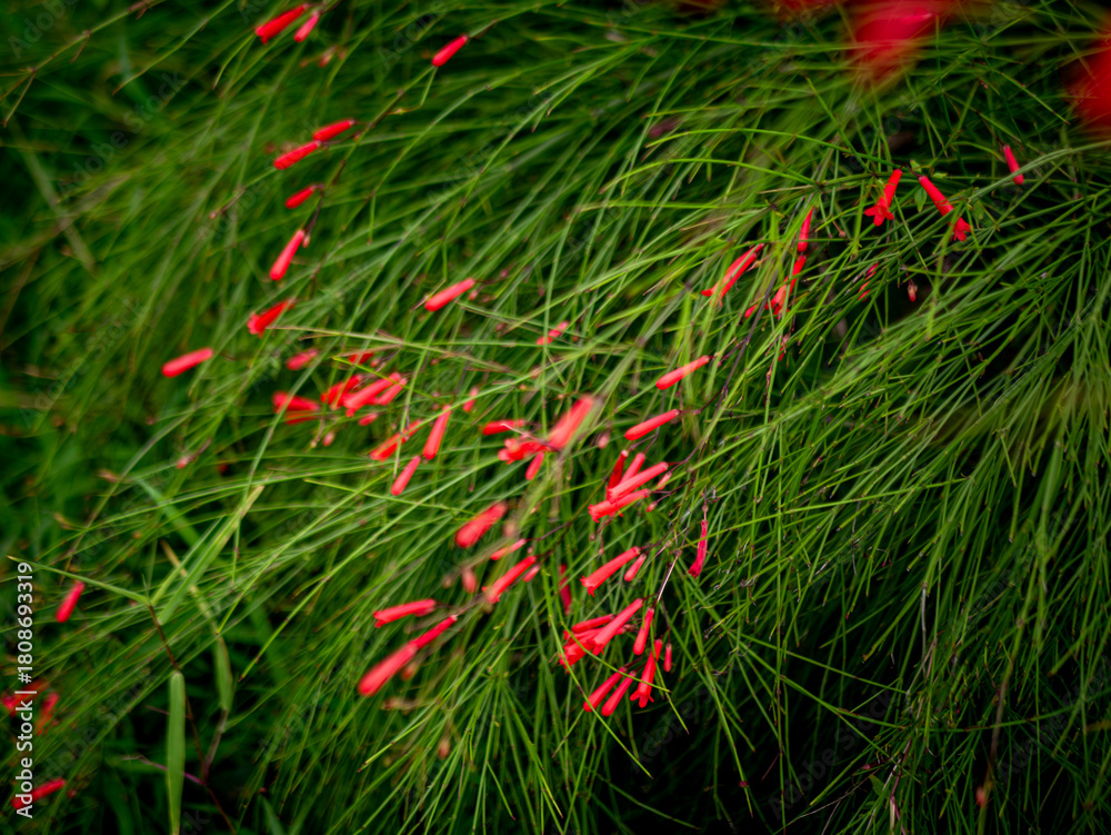 Obraz premium Red Russelia Equisetiformis Firecracker Plant Tubular Flowers Blooming on Green Background Bokeh
