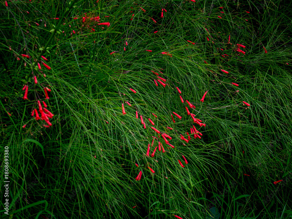 Obraz premium Red Russelia Equisetiformis Firecracker Plant Tubular Flowers Blooming on Green Background Bokeh