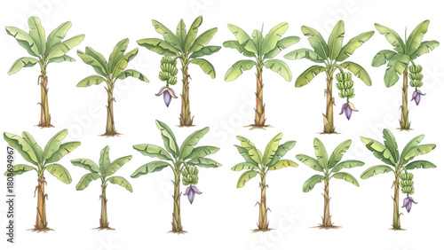 A collection of watercolor banana palm trees with large green leaves, fruit, and flowers on a transparent background.