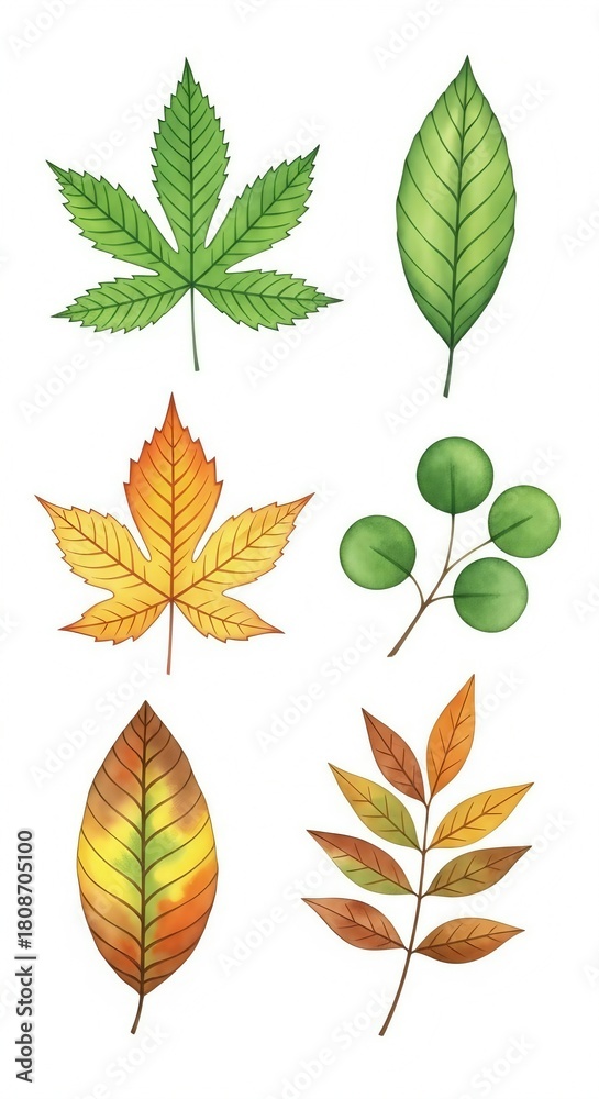 Fototapeta premium Watercolor set of diverse autumn and green leaves isolated on white