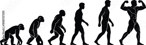 Human evolution silhouette vector showing progress from primitive ape to hunter and finally a strong muscular bodybuilder posing for fitness
