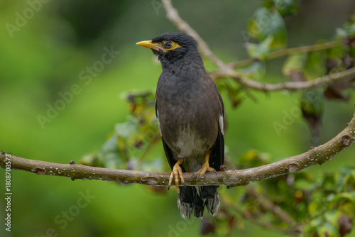 Blackbird with yellow beak perching in natural environment 