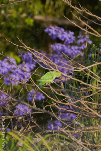 Vibrant green parakeet perching on tree in Mauritius 