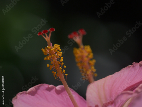 Close-up of stem of pink Hawaiian hibiscus flower 