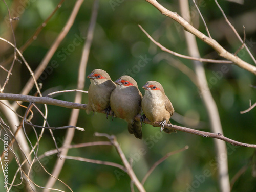 Saint Helena waxbill trio of birds perching together on branch