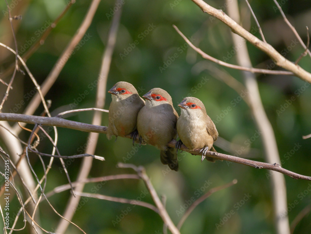 Obraz premium Saint Helena waxbill trio of birds perching together on branch