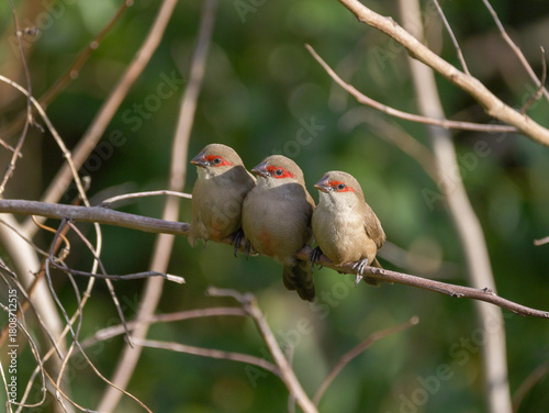 Saint Helena waxbill trio of birds perching together on branch