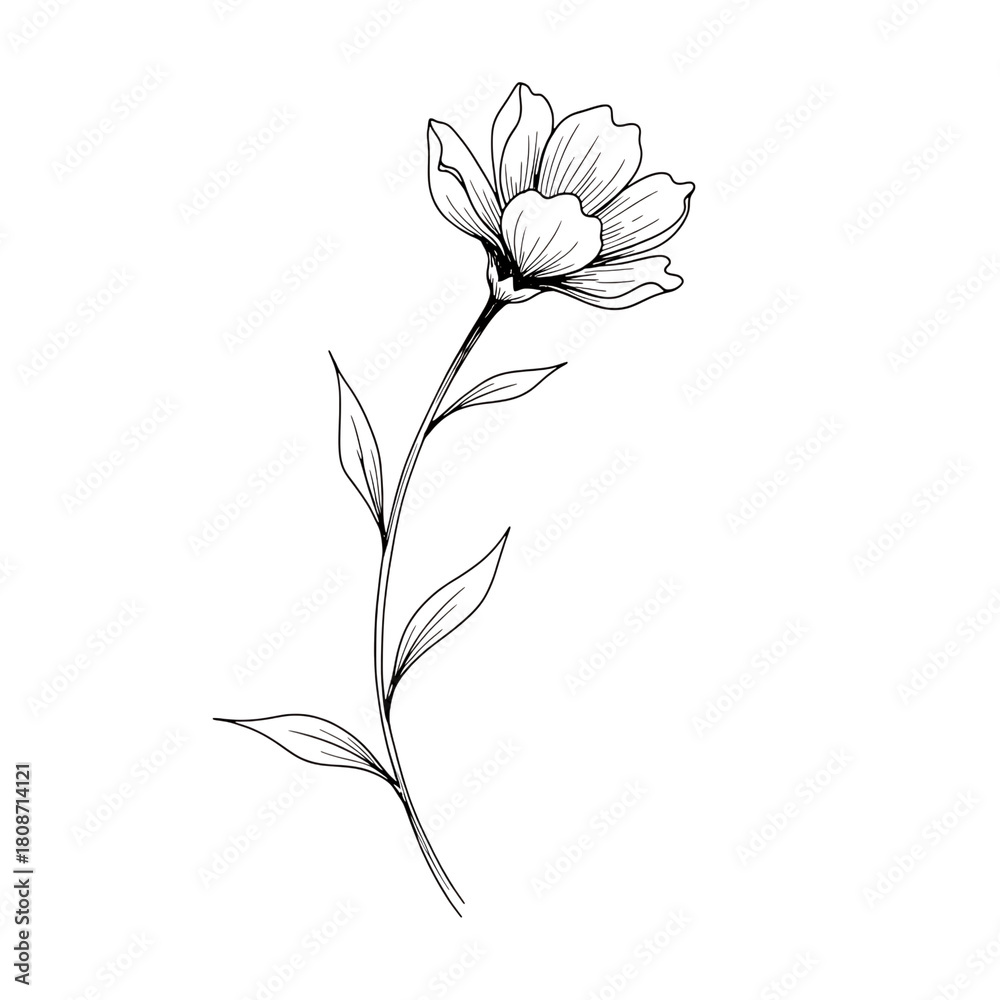 Obraz premium A single delicate spring flower blooming on a thin stem with leaves is captured in an elegant black and white botanical line art.