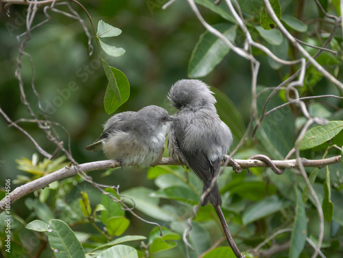 Cute grey birds grooming on tree 