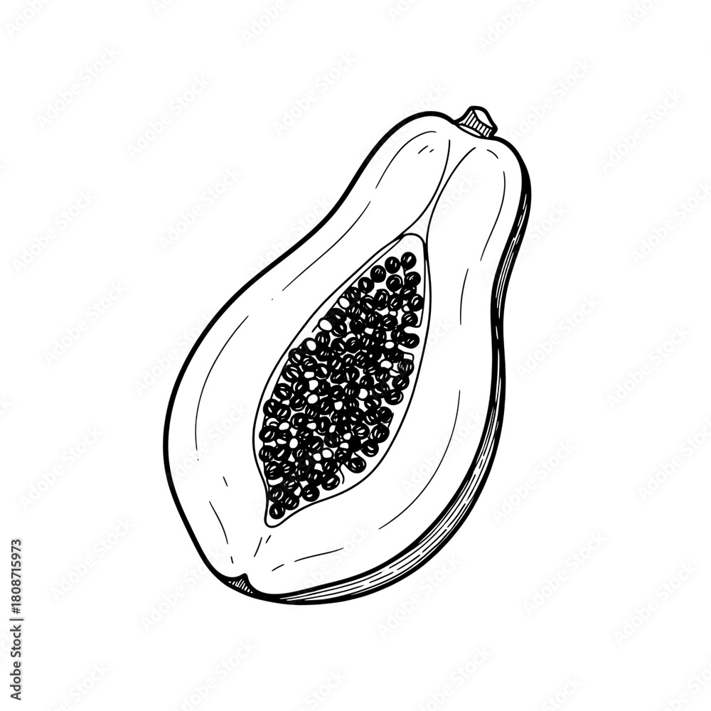Fototapeta premium Hand drawn line art illustration of a halved ripe papaya fruit with seeds isolated on transparent background