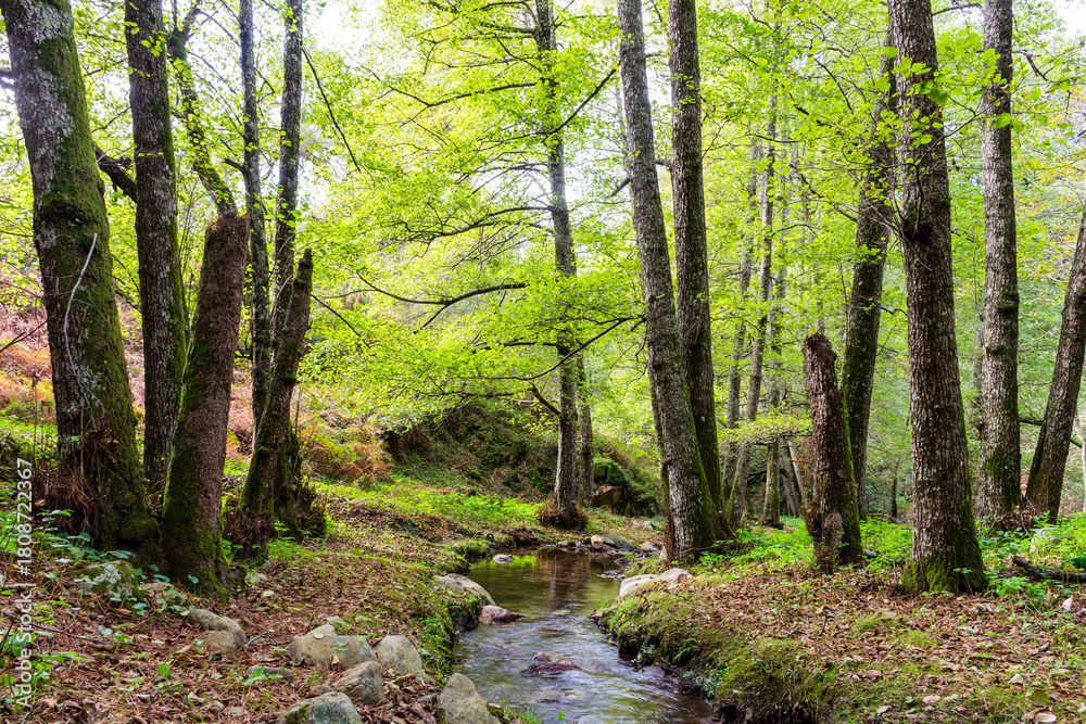 Obraz premium A narrow rocky stream flows through a lush green forest in Skikda, Algeria.