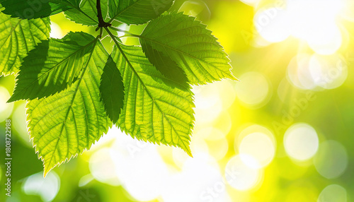 Fresh Green Leaves and Sunlight