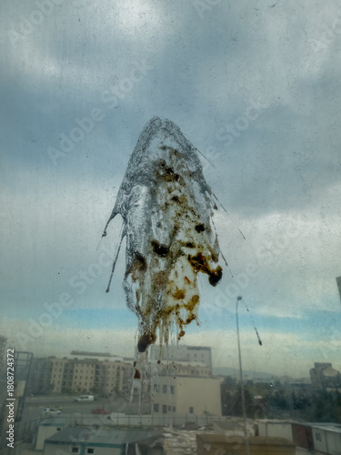A window with a bird's feather stuck to it