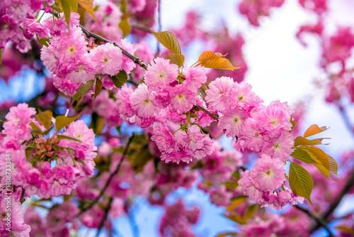 Japanese cherry blossoms on a green natural background
