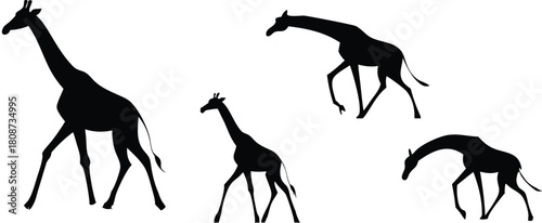 Elegant giraffe silhouettes gracefully walking, creating a captivating African wildlife scene perfect for conservation efforts and safari adventure promotions
