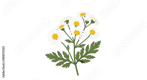 A digital illustration of a cluster of white chamomile flowers with yellow centers and green leaves.