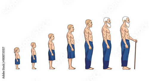 Illustration showing human physical development from childhood to old age.