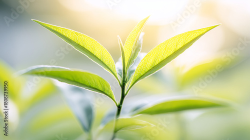 trait. Abstract green leaf pattern with soft focus effect representing environmental sustainability, ESG reports.