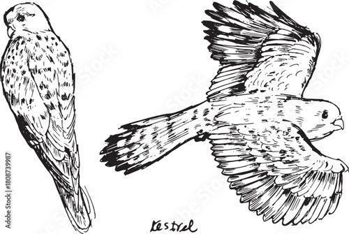 Ink sketch of Kestrel — perched hunter and hovering flight pose in black-and-white raptor illustration.  Nature animal drawings. Isolated black and white artwork.
