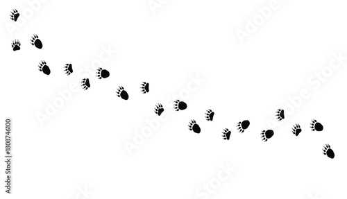Path of bear footprints. Tracks of paw prints of a bear, panda, grizzly bear. Black and white silhouette. Bear trail. Vector isolated on white. 