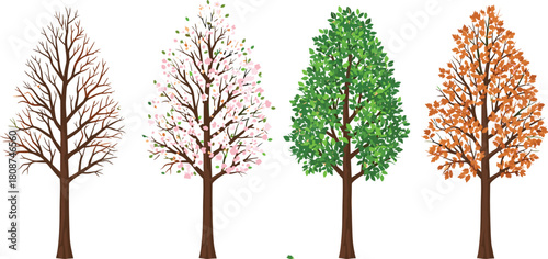 Four seasons tree illustration, winter spring summer autumn, seasonal nature change, deciduous tree cycle, seasonal transition concept, vector artwork