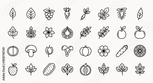 Collection of stylized line art icons representing various fruits, vegetables, leaves, and flowers, all isolated on a white background