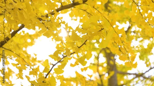 [8K to 4K] 黄金色に染まるイチョウの葉が輝く秋の紅葉風景