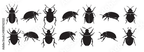Set of Black silhouette of various beetles isolated on white background, graphic illustration. concept of insects, bug icons, entomology study, design element for decor and print.