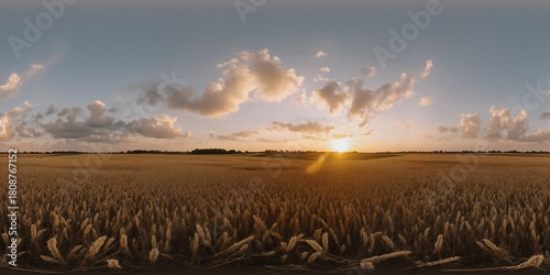 Fototapeta Naklejka Na Ścianę i Meble -  Among oats fields in summer evening sunset with beautiful clouds - Equirectangular 360 degree landscape