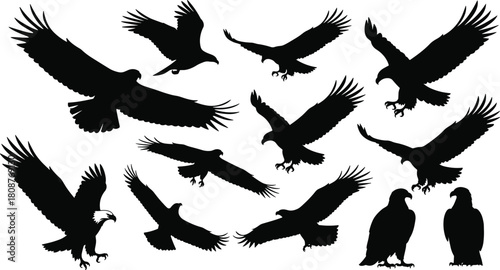 Collection of soaring and hunting eagle silhouette illustrations showcasing dynamic flight, powerful wings, and perched poses in detailed vector design for wildlife, nature, and bird graphics