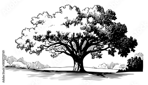 Hand drawn nature landscape sketch featuring a large oak tree with branches and foliage in vintage style