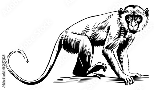 Hand drawn sketch of wild monkey with long tail walking on ground black and white vector animal illustration