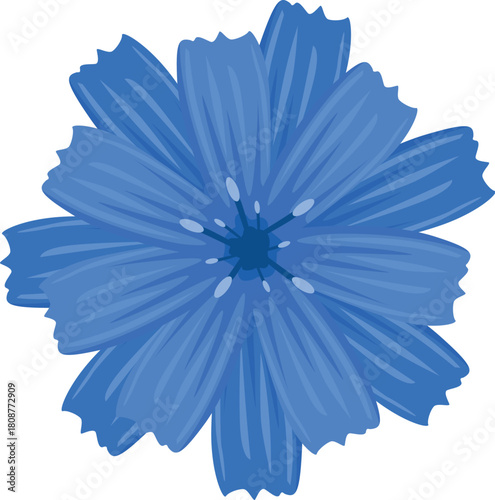 Close up of a vibrant chicory flower, highlighting its intricate details and radiant blue color
