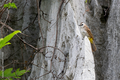 Yellow-vented Bulbul - Pycnonotus goiavier, small perching bird from Indonesia forests and woodlands, Vietnam.