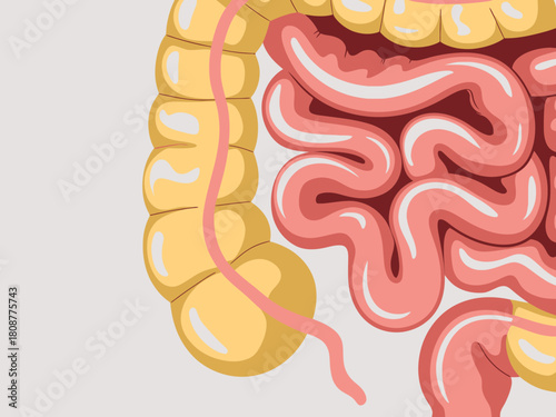 This image showcases a detailed illustration of the human digestive system, emphasizing the intestines and functional anatomy in a clean, illustrative style.