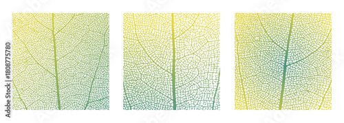 Leaf vein cell skeleton texture abstract background set with close up plant leaf cells structure pattern vector illustration. Macro leaf vein skeleton organic lattice natural foliage texture.