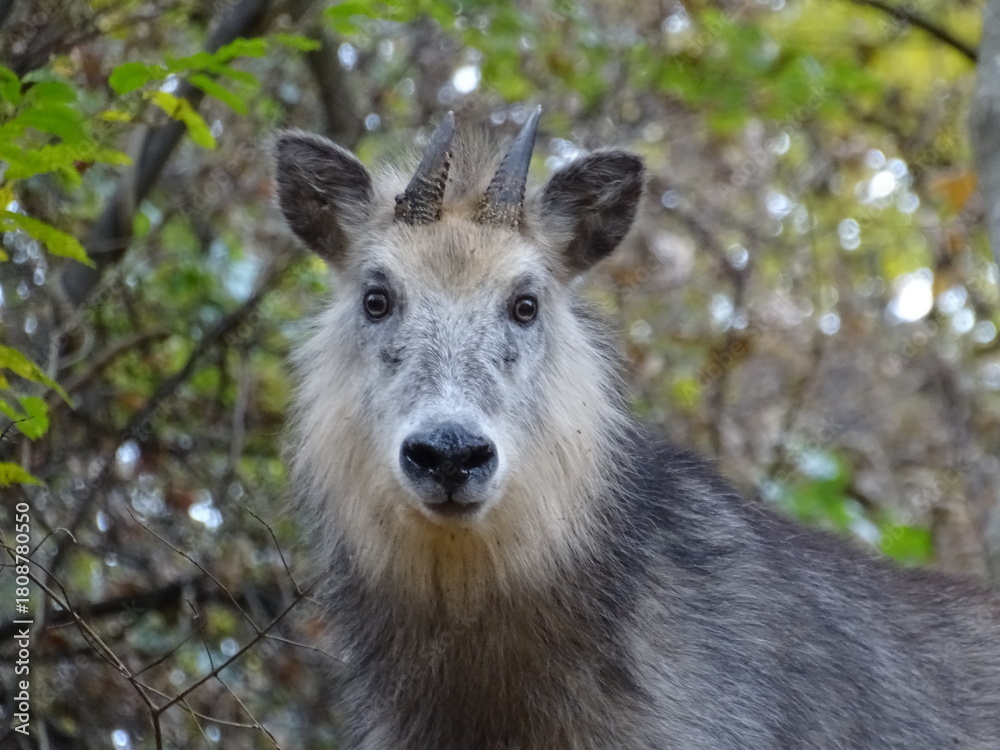 Fototapeta premium ニホンカモシカ