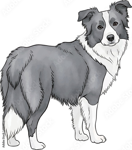 振り返るボーダーコリー